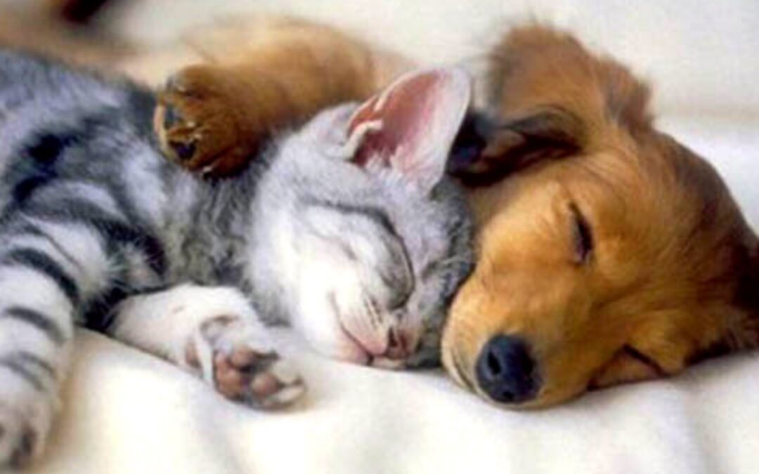 Platonic Touch Workshop & Practice (aka Cuddle Party)